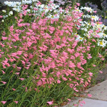 Load image into Gallery viewer, Penstemon barbatus 'Elfin Pink'
