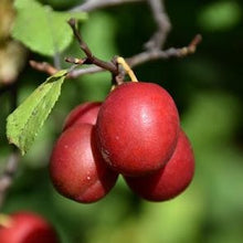 Load image into Gallery viewer, Toka Plum