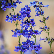 Load image into Gallery viewer, Penstemon mensarum