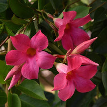 Load image into Gallery viewer, Pink Mandevilla - Small Leaf