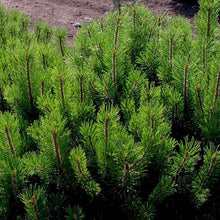 Load image into Gallery viewer, Mugo Pine