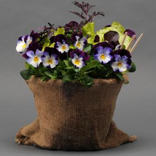 Load image into Gallery viewer, Pansy Cool Wave® Violet Wing