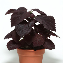 Load image into Gallery viewer, Coleus Dark Chocolate