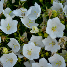 Load image into Gallery viewer, Campanula carpatica 'Rapido White'
