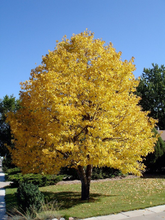 Load image into Gallery viewer, American Linden