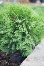 Load image into Gallery viewer, Dwarf Globe Cedar