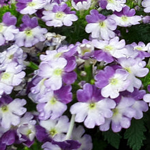 Load image into Gallery viewer, Verbena Vanessa Compact Bicolour Purple