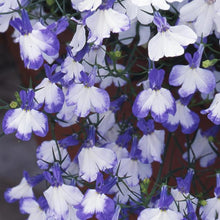 Load image into Gallery viewer, Lobelia Regatta Blue Splash