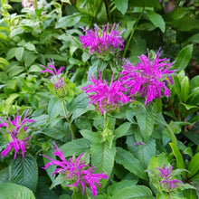 Load image into Gallery viewer, Monarda didyma 'Balmy Lilac'