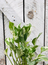 Load image into Gallery viewer, Pearls & Jade Pothos