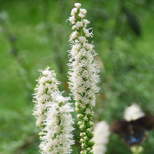 Load image into Gallery viewer, Liatris spicata 'Floristan White'