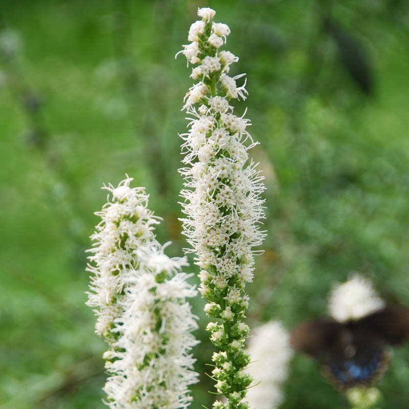 Liatris spicata 'Floristan White' – Loweys Produce