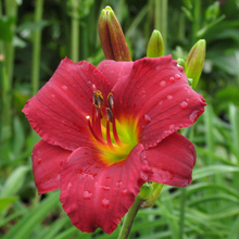 Load image into Gallery viewer, Hemerocallis 'Ruby Stella'