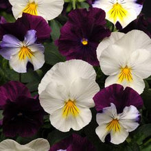 Load image into Gallery viewer, Pansy Cool Wave® Berries 'N Cream Mix