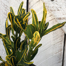 Load image into Gallery viewer, Croton Banana