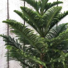 Load image into Gallery viewer, Norfolk Island Pine