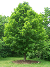 Load image into Gallery viewer, Sugar Maple