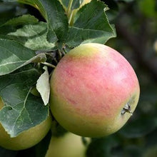 Load image into Gallery viewer, Goodland Apple