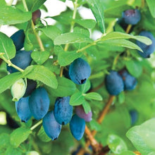 Load image into Gallery viewer, Tundra Honeyberry