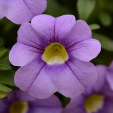 Load image into Gallery viewer, Calibrachoa Sky Blue