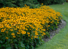 Load image into Gallery viewer, Rudbeckia fulgida 'Goldsturm'