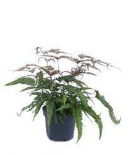 Load image into Gallery viewer, Painted Brake Fern