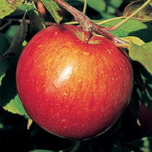 Load image into Gallery viewer, Haralson Apple