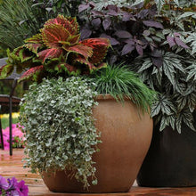 Load image into Gallery viewer, Coleus Kong® Salmon Pink