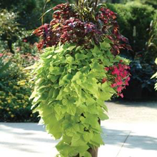 Load image into Gallery viewer, Sweet Potato Vine