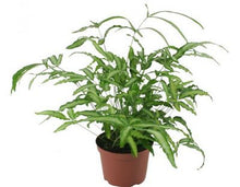 Load image into Gallery viewer, Silver Ribbon Fern