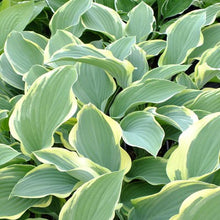 Load image into Gallery viewer, Hosta 'Regal Splendor'