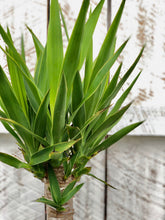 Load image into Gallery viewer, Yucca Cane