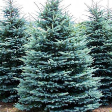 Load image into Gallery viewer, Blue Spruce