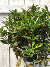 Load image into Gallery viewer, Gold Dust Croton