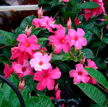 Load image into Gallery viewer, Pink Mandevilla - Large Leaf