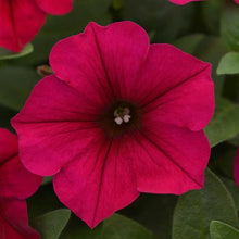 Load image into Gallery viewer, Petunia Wave® Carmine Velour