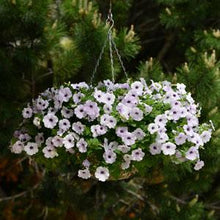 Load image into Gallery viewer, Petunia Easy Wave® Silver