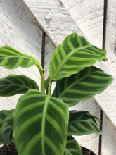 Load image into Gallery viewer, Calathea ' Zebrina'