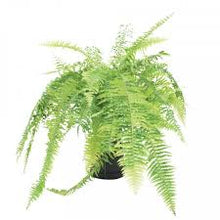 Load image into Gallery viewer, Fern Nephrolepis Tiger