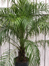Load image into Gallery viewer, Roebellini palm