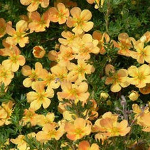 Load image into Gallery viewer, Potentilla Orange Whisper
