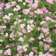 Load image into Gallery viewer, Spirea Little Princess