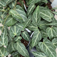 Load image into Gallery viewer, Parthenocissus ‘Amazonica’ – Jungle Vine