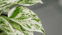 Load image into Gallery viewer, Marble Queen Pothos