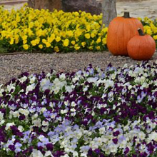 Load image into Gallery viewer, Pansy Cool Wave® Berries 'N Cream Mix