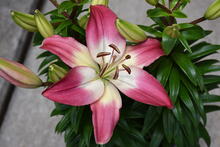 Load image into Gallery viewer, Lilium asiatica 'Tiny Diamond'