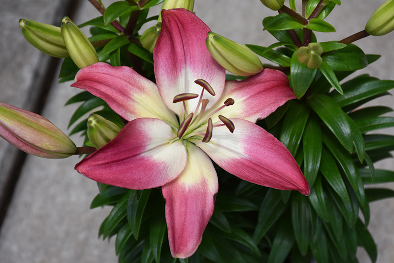 Lilium asiatica 'Tiny Diamond'