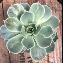 Load image into Gallery viewer, Echeveria Simulans