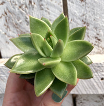 Load image into Gallery viewer, Echeveria Miranda
