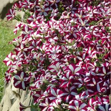 Load image into Gallery viewer, Petunia Easy Wave® Burgundy Star